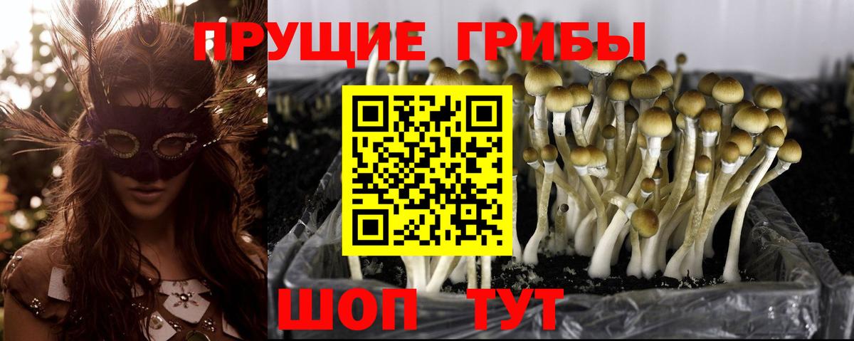 Вологда  Псилоцибиновые грибы Cubensis  Псилоцибиновые грибы мицелий  Вход с VPN 